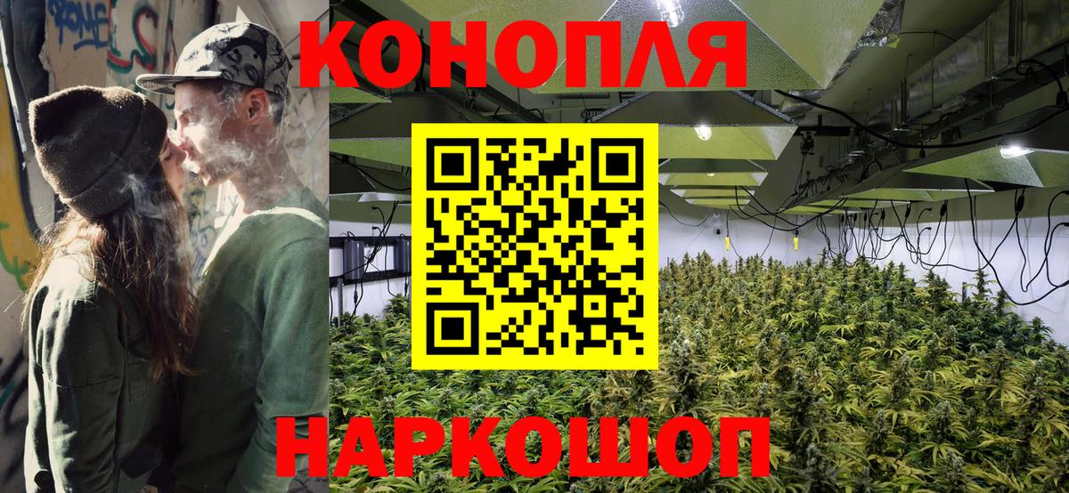 Бошки Шишки гибрид Ачхой-Мартан